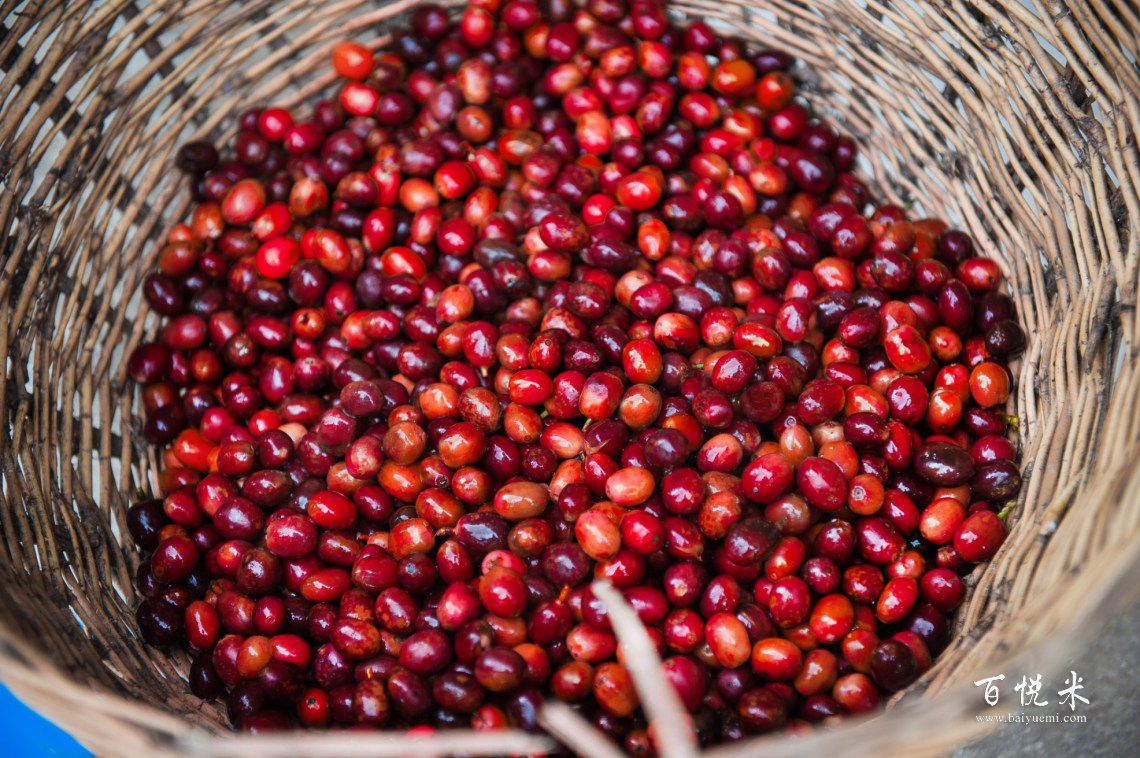 從咖啡豆的種植到上桌成品咖啡，一杯咖啡的誕生過程讓人無法想象